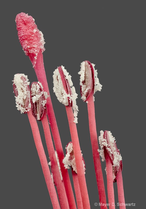 Stamens of <i>Fuschia magellanica</i>