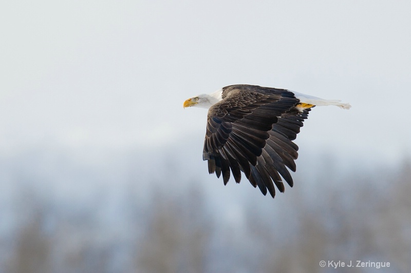 Chlikat Bald Eagle 7