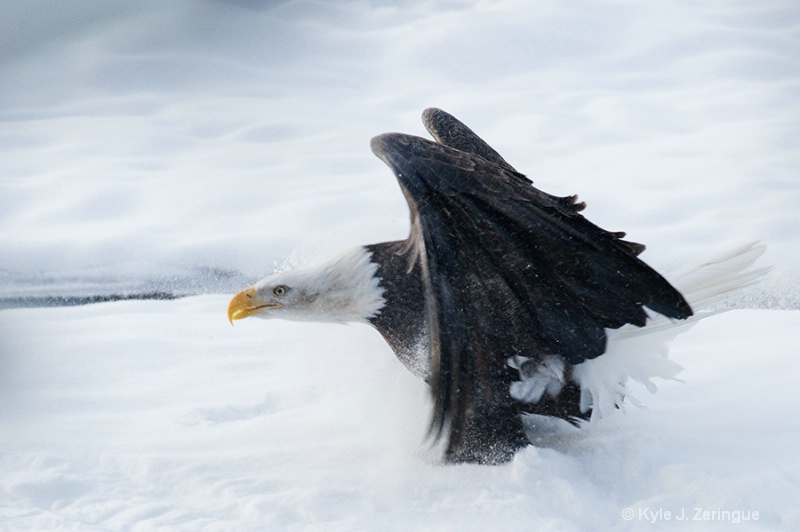 Chlikat Bald Eagle 6