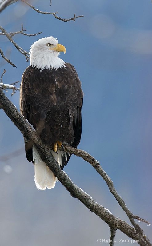 Bald Eagle on Snowy Limb