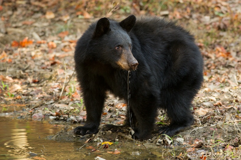 Black Bear 14