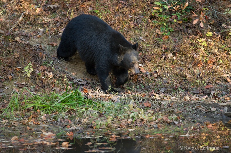 Black Bear 13