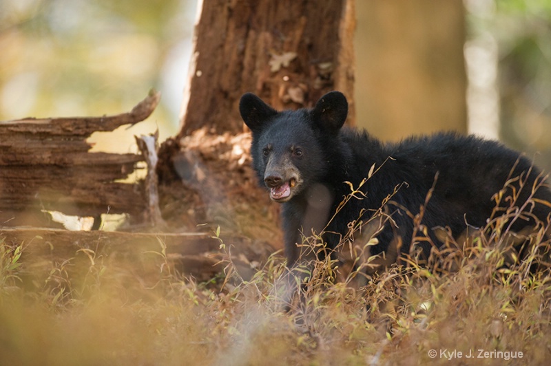 Black Bear 6