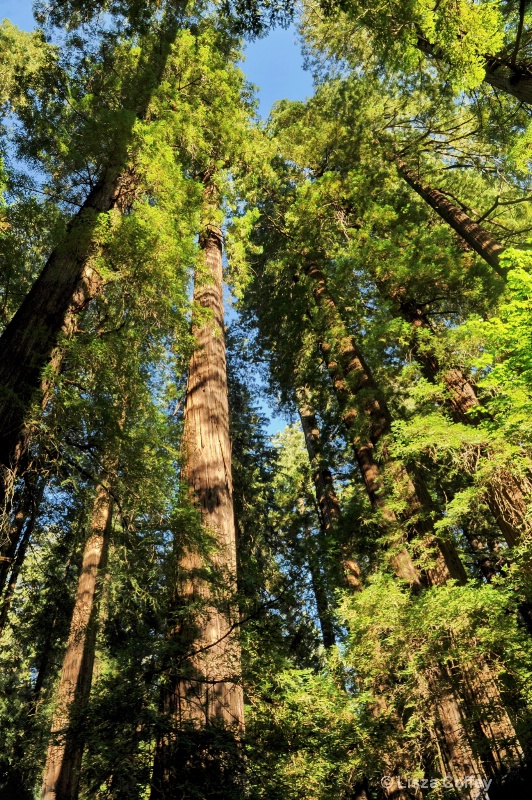 Mighty Giants