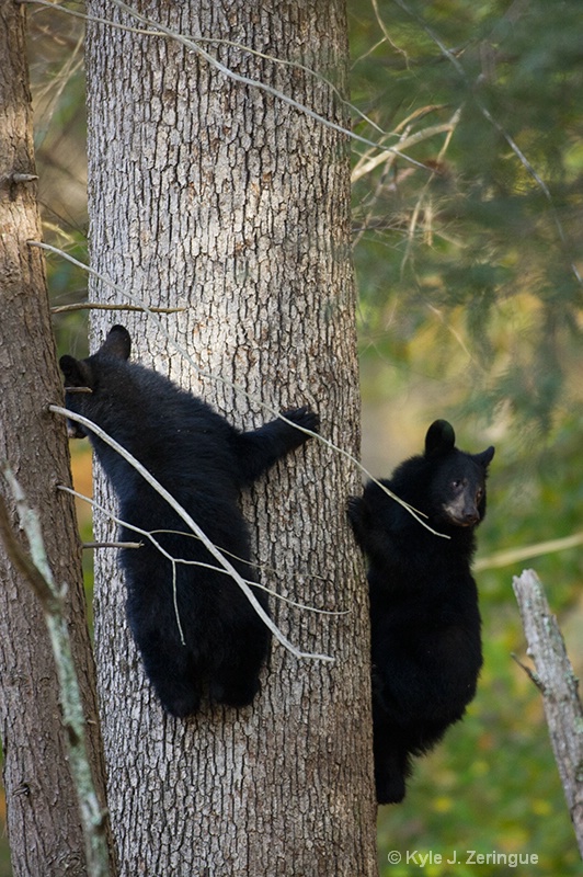 Black Bear 5