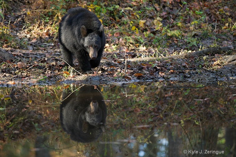 Black Bear 2