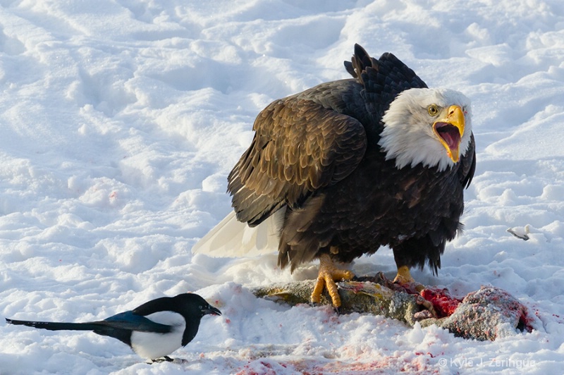 Chlikat Bald Eagle 5