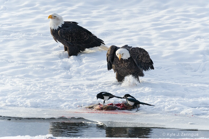 Chlikat Bald Eagle 4