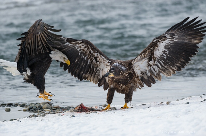 Chlikat Bald Eagle 3