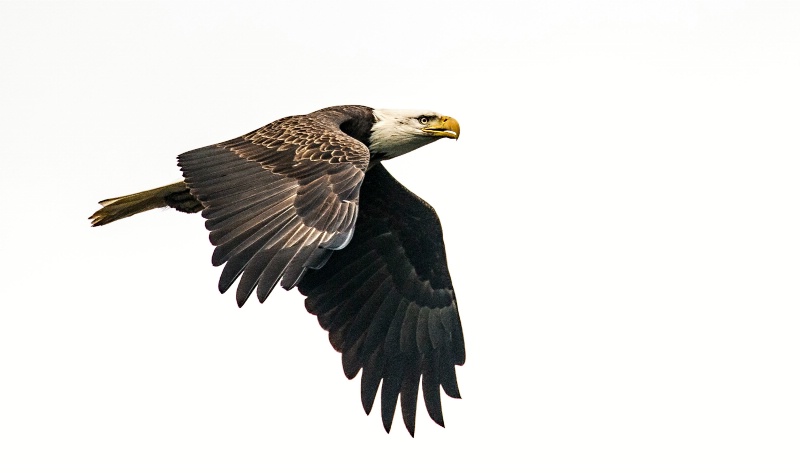 Eagle1-2012