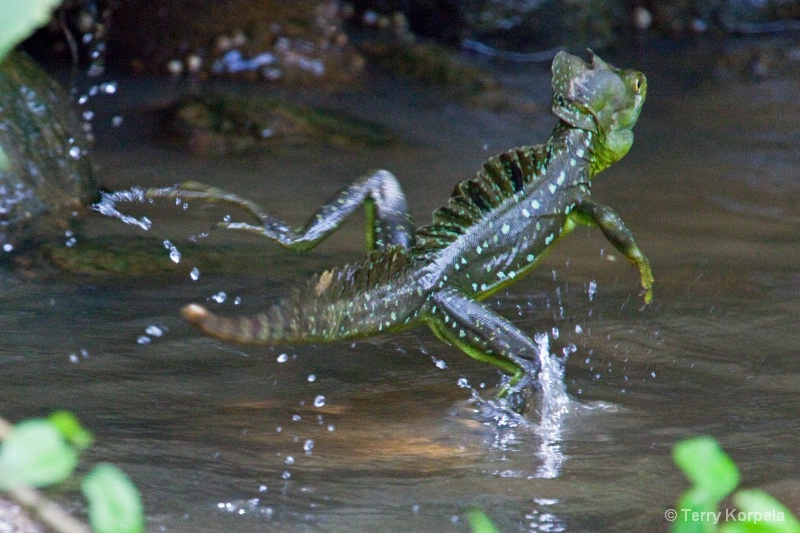 Jesus Christ Lizard (walks on water)