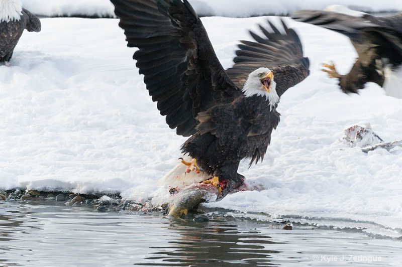 Chlikat Bald Eagle 2