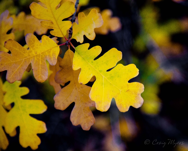 Escalante River Oak Leaves 2