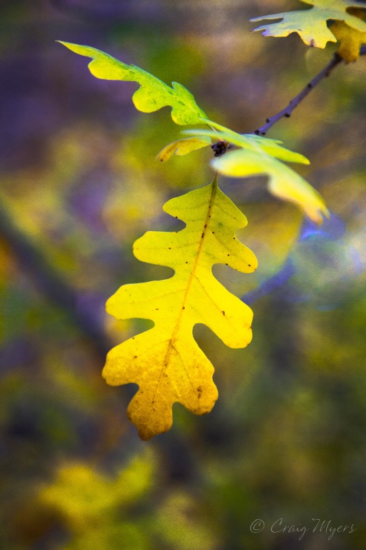 Escalante River Oak Leaves 1