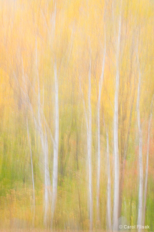 New Hampshire Birch Abstract