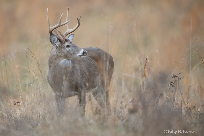 Eight Pointer in the Grass