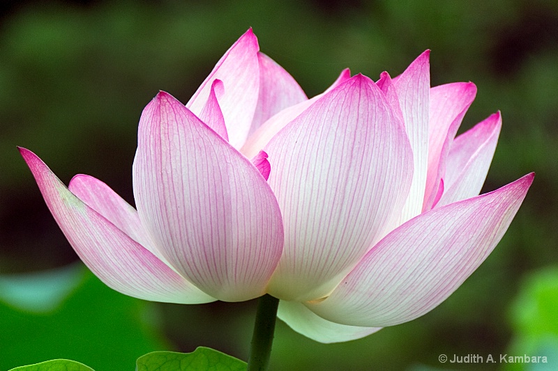 full lotus