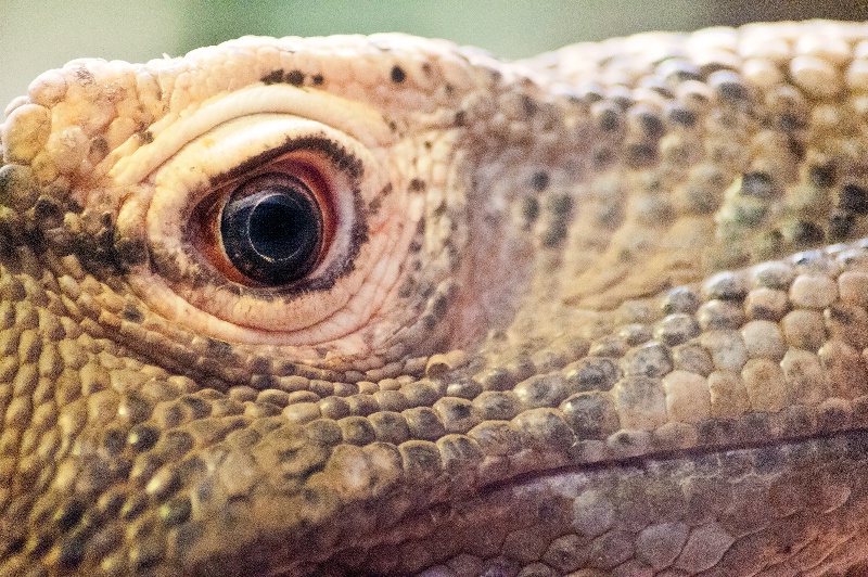 Dragon Eye