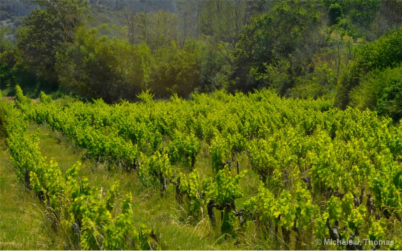 Vineyards in Provence, France !