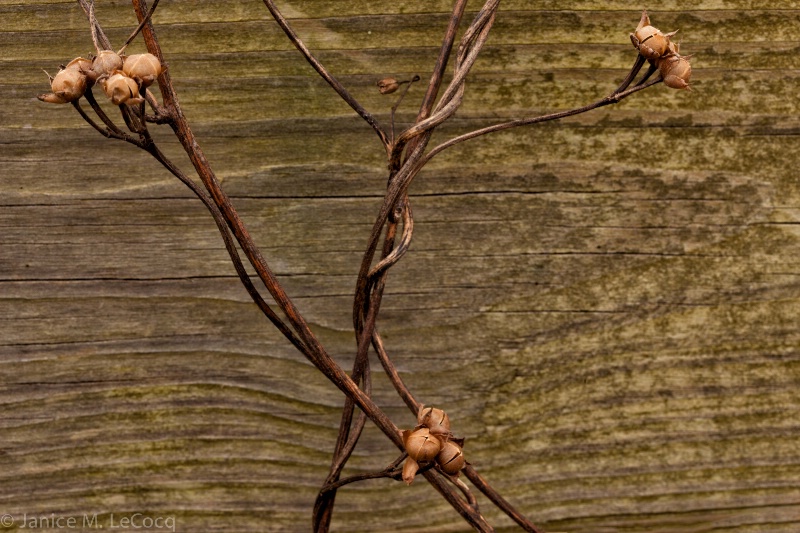 Winter Weed on Fence
