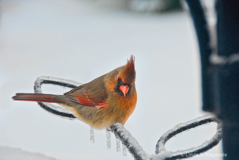 Female cardinal in snow