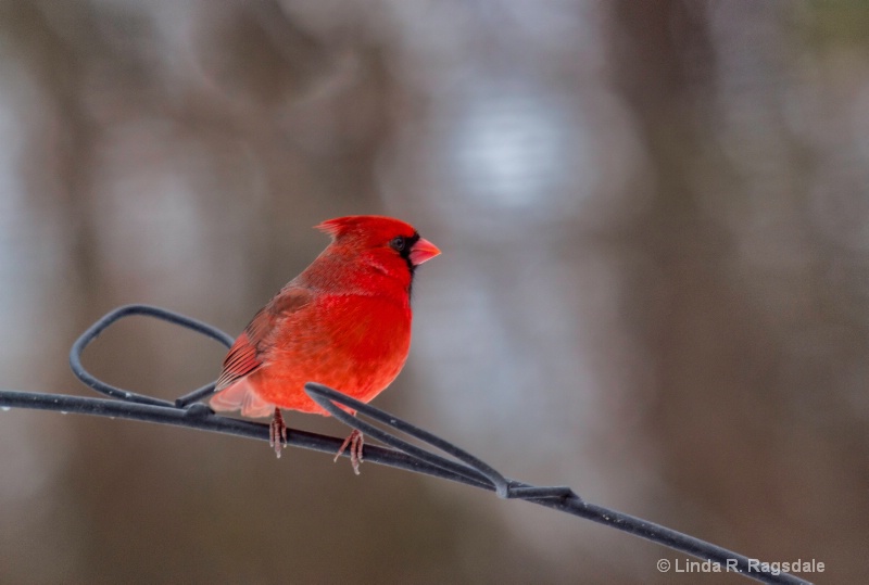 Beautiful male cardinal