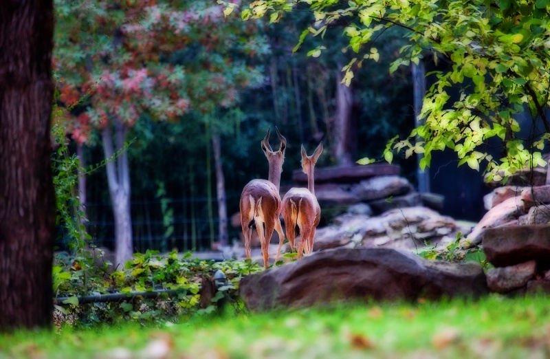 Deer Friends