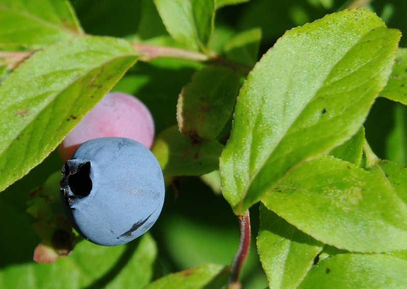 blueberry