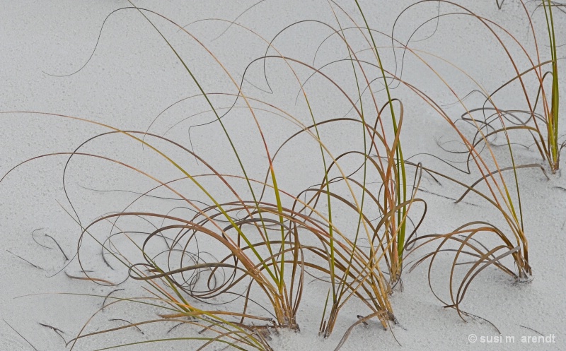 Grass on the Dunes