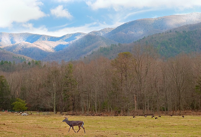 Cades Cove (Smoky Mountain NP) Mountain View 2