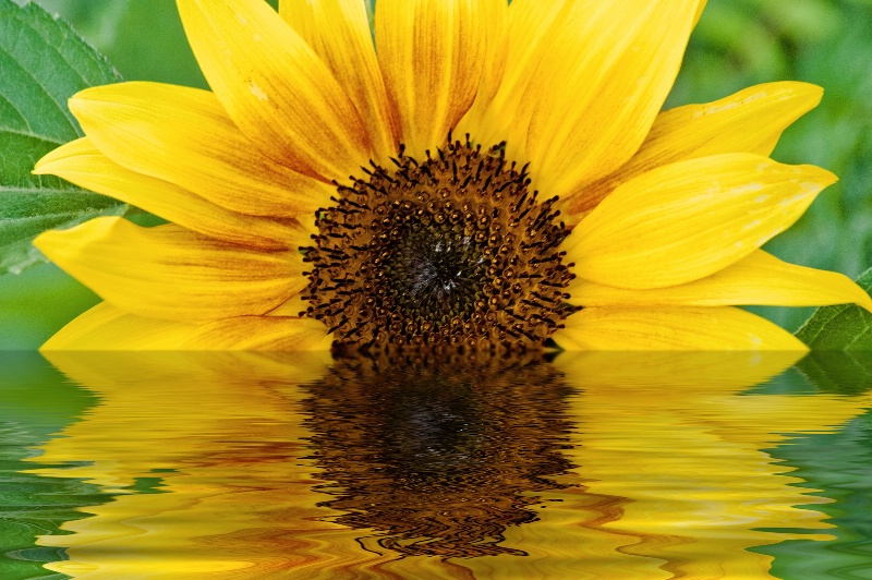 Rising Sunflower