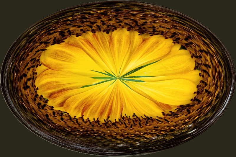 Another Sunflower in Seattle -- Abstract