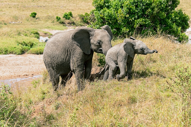 A helping trunk
