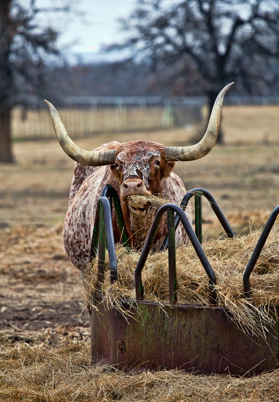 Texas Longhorn