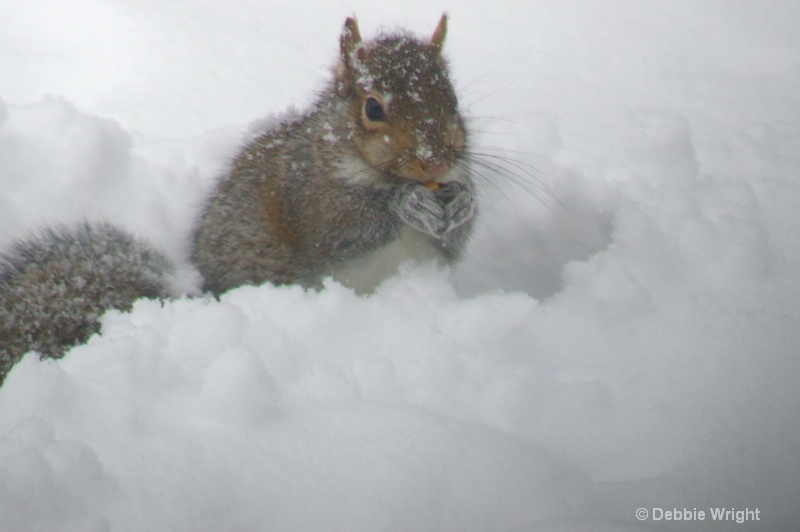 Portrait of a squirrel