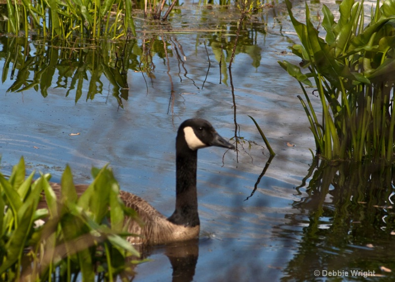 Canada Goose