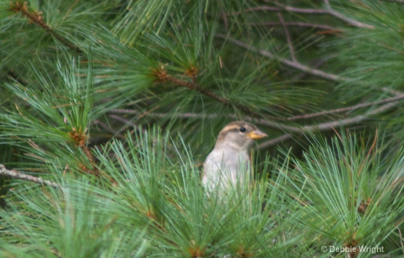 On the lookout