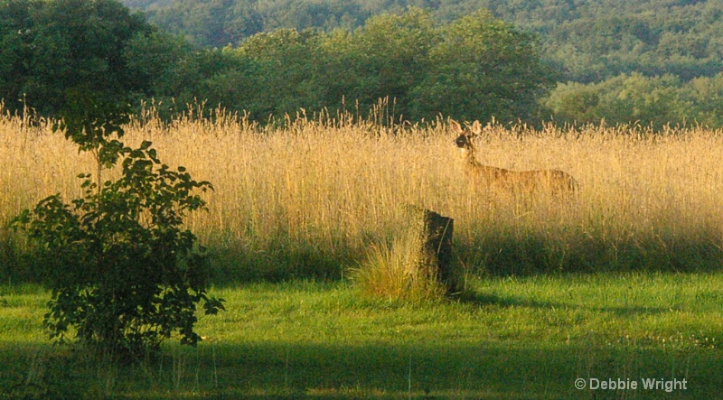 Deer in the Field