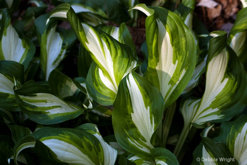 Hosta