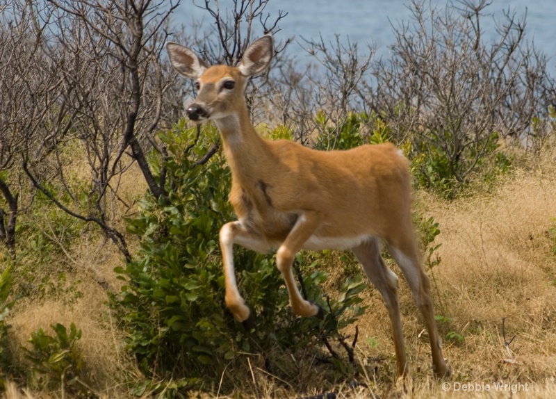 Startled deer