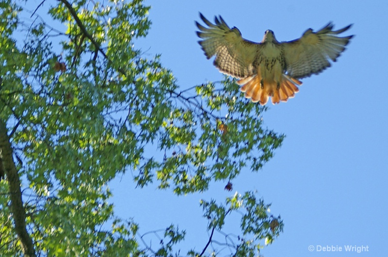 Red Tail hawk