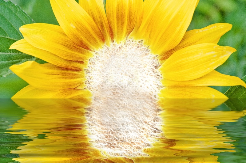 Rising Sunflower -- Fractalius