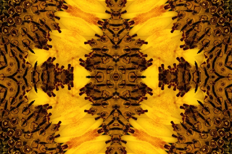 Abstract of a Sunflower