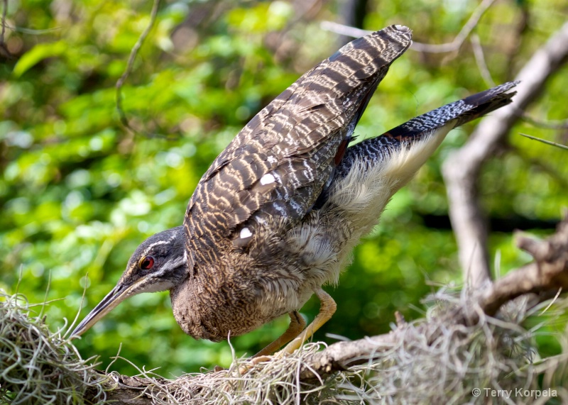 Sunbittern 