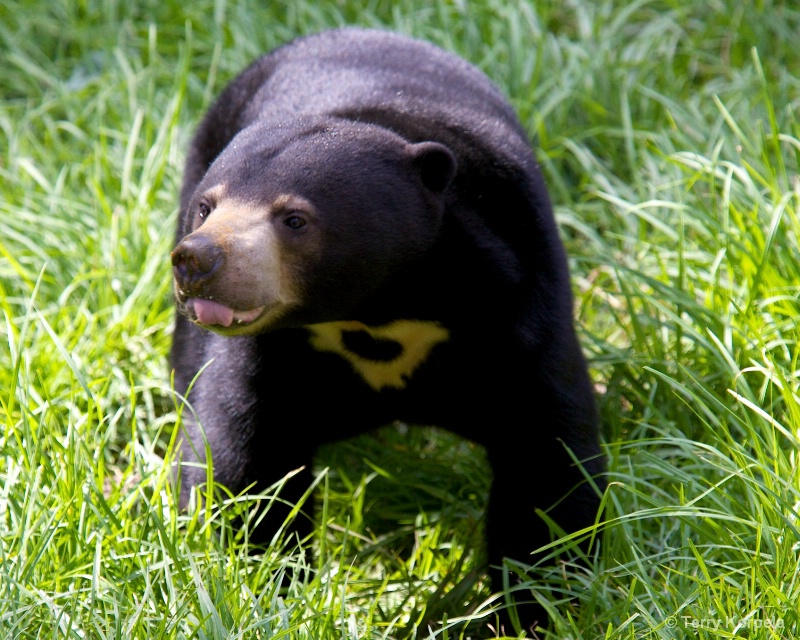 Sun Bear