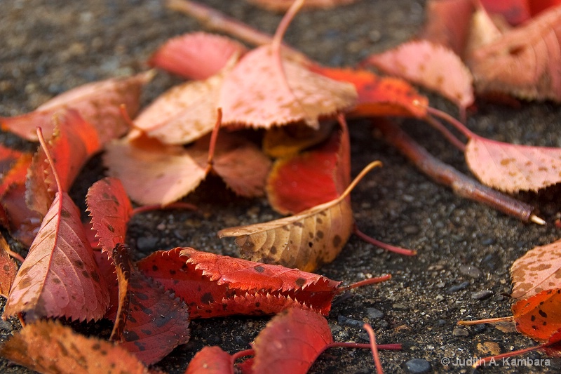 fallen leaves 3