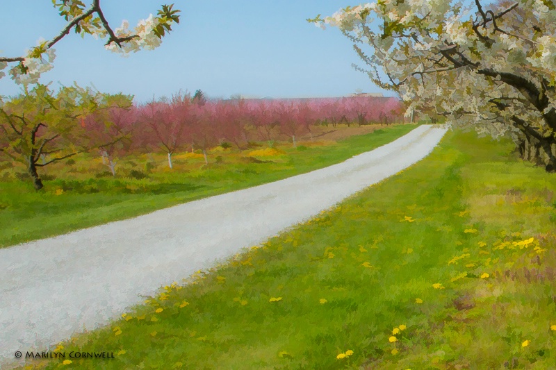Niagara Blossom Trail