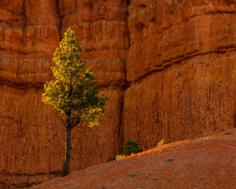 8002799 Red Canyon