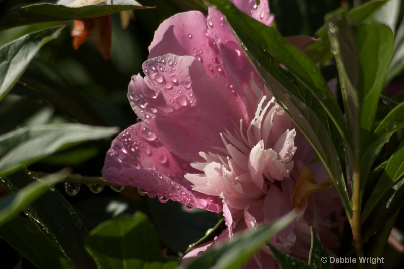 Dewey flower