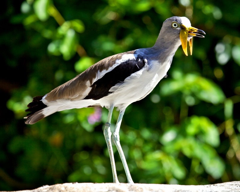 White-headed Lapwing 